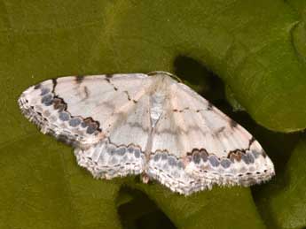 Scopula decorata D. & S. adulte - �Philippe Mothiron
