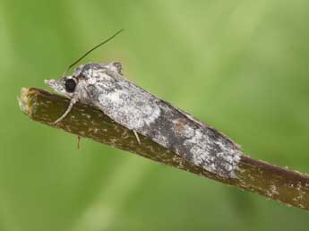 Nycteola degenerana Hb. adulte - �Philippe Mothiron