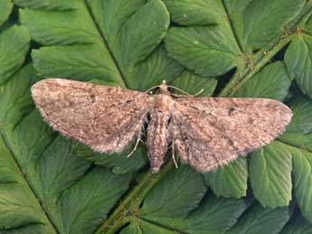 Eupithecia denotata Hb. adulte - �Philippe Mothiron