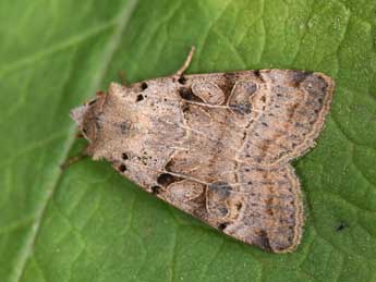 Eugnorisma depuncta L. adulte - �Philippe Mothiron