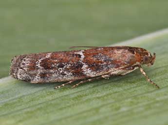 Delplanqueia dilutella Hb. adulte - �Lionel Taurand