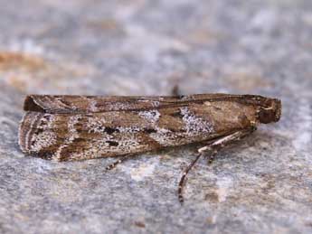 Delplanqueia dilutella Hb. adulte - �Lionel Taurand