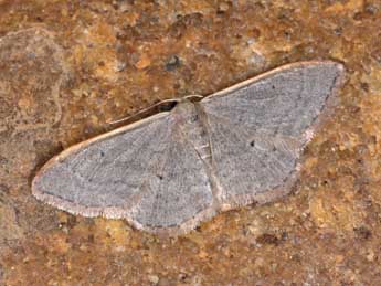 Idaea distinctaria Bsdv. adulte - �Philippe Mothiron