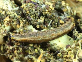  Chenille de Denticera divisella Dup. - �Lionel Taurand