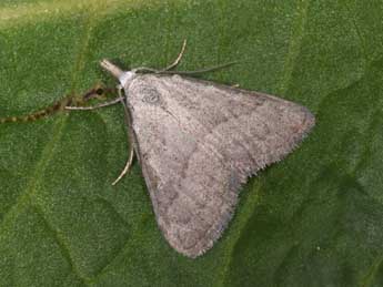 Nola dresnayi Wrnk. adulte - �Philippe Mothiron