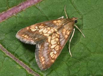 Evergestis dumerlei Lrt adulte - �Philippe Mothiron