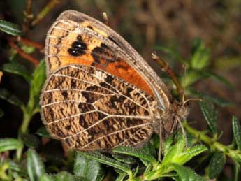 Erebia epistygne Hb. adulte - �Wolfgang Wagner, www.pyrgus.de