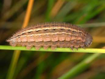  Chenille de Erebia epistygne Hb. - �Wolfgang Wagner, www.pyrgus.de