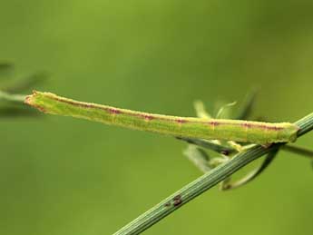  Chenille de Phaiogramma etruscaria Z. - �Lionel Taurand