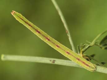  Chenille de Phaiogramma etruscaria Z. - �Lionel Taurand