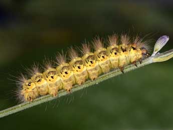  Chenille de Acronicta euphorbiae D. & S. - �Philippe Mothiron
