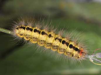  Chenille de Acronicta euphorbiae D. & S. - �Philippe Mothiron