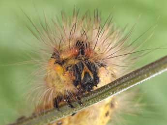  Chenille de Acronicta euphorbiae D. & S. - �Philippe Mothiron