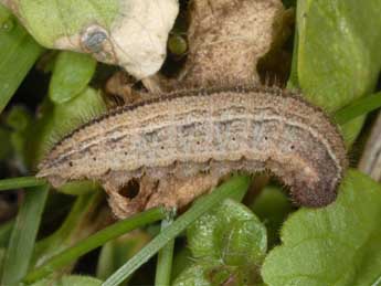  Chenille de Erebia euryale Esp. - �Wolfgang Wagner, www.pyrgus.de