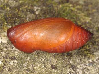  Chrysalide de Hipparchia fagi Scop. - �Wolfgang Wagner, www.pyrgus.de
