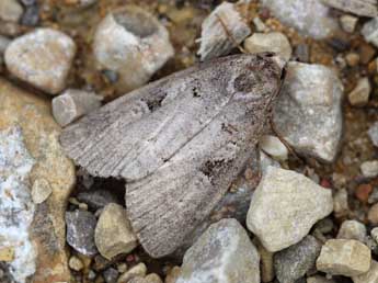 Stilbia faillae P�ng. adulte - �Emmanuel Ruiz