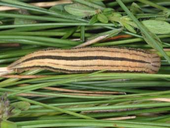  Chenille de Hipparchia fidia L. - �Wolfgang Wagner, www.pyrgus.de