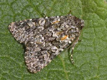 Hadena filograna Esp. adulte - �Philippe Mothiron