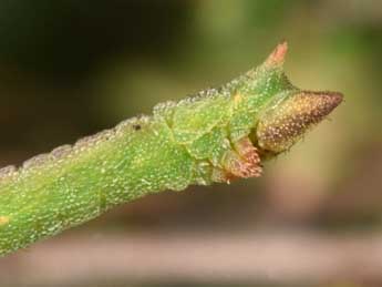  Chenille de Thalera fimbrialis Scop. - �Philippe Mothiron