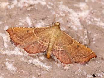 Endotricha flammealis D. & S. adulte - �Lionel Taurand