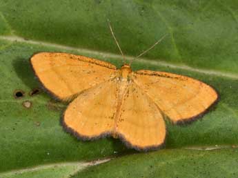Idaea flaveolaria Hb. adulte - �Philippe Mothiron