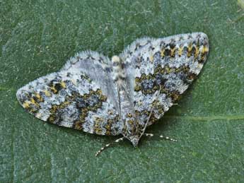 Entephria flavicinctata Hb. adulte - �Lionel Taurand