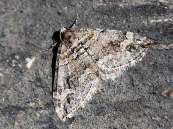 Perizoma flavosparsata Wagner adulte - �Eric Sylvestre