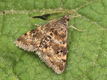 Aporodes floralis Hb. adulte - �Lionel Taurand