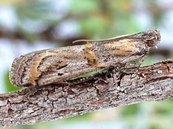 Asalebria florella Mann adulte - �Friedmar Graf