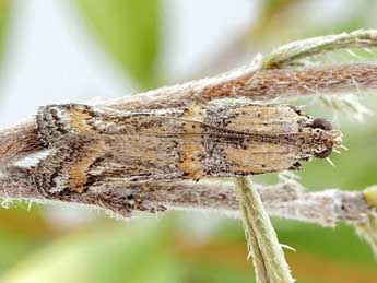 Asalebria florella Mann adulte - �Friedmar Graf