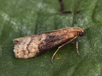 Euzophera fuliginosella Hein. adulte - �Lionel Taurand