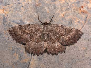 Gnophos furvata D. & S. adulte - �Philippe Mothiron