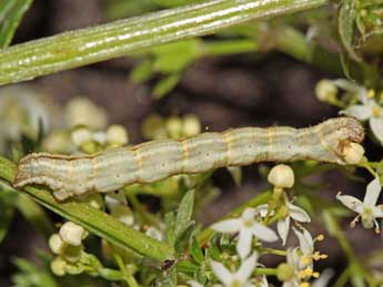  Chenille de Epirrhoe galiata D. & S. - �Jean-Paul Coat