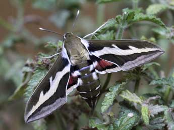 Hyles gallii Rott. adulte - �Emmanuel Ruiz