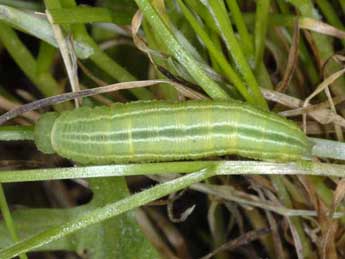 Chenille de Coenonympha gardetta Prun. - �Wolfgang Wagner, www.pyrgus.de