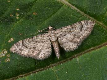 Eupithecia gemellata H.-S. adulte - �Philippe Mothiron