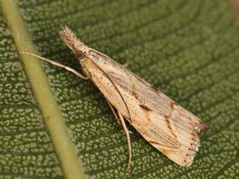 Agriphila geniculea Hw. adulte - �Lionel Taurand