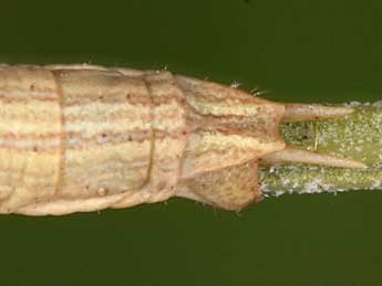  Chenille de Aspitates gilvaria D. & S. - �Philippe Mothiron