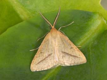 Aspitates gilvaria D. & S. adulte - �Philippe Mothiron