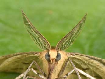 Aspitates gilvaria D. & S. adulte - �Philippe Mothiron