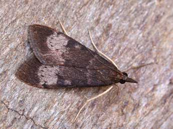 Uresiphita gilvata F. adulte - �Lionel Taurand