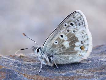 Agriades glandon Prun. adulte - �Lionel Taurand