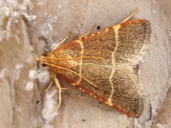 Hypsopygia glaucinalis L. adulte - �Lionel Taurand