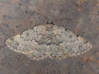 Charissa glaucinaria Hb. adulte - �Philippe Mothiron