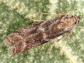 Cryptoblabes gnidiella Mill. adulte - �Friedmar Graf