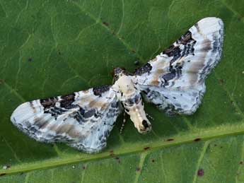 Eupithecia gratiosata H.-S. adulte - �Lionel Taurand