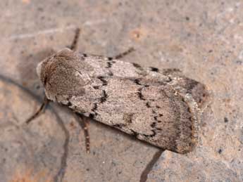 Epipsilia grisescens F. adulte - �Philippe Mothiron