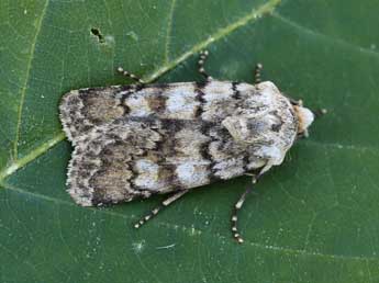 Euxoa haverkampfi Stdf. adulte - �Lionel Taurand