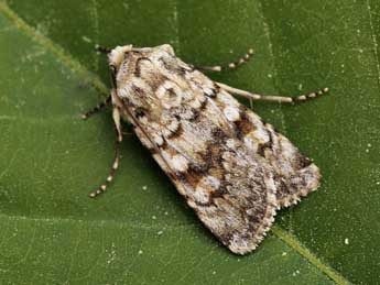 Euxoa haverkampfi Stdf. adulte - �Lionel Taurand