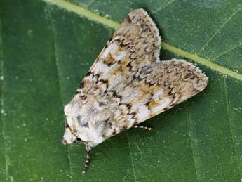 Euxoa haverkampfi Stdf. adulte - �Lionel Taurand